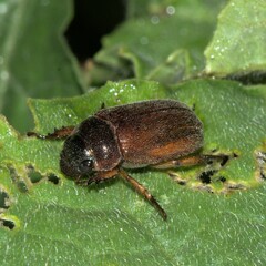 Scarabaeidae