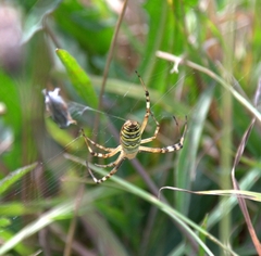 Argiope bruennichi