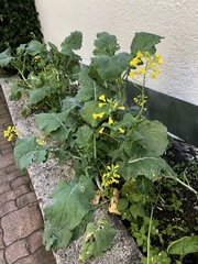Brassica rapa