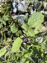 Raphanus raphanistrum