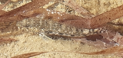 Gobius cobitis