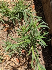 Erigeron bonariensis