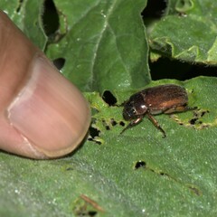 Scarabaeidae