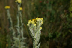 Helichrysum graveolens