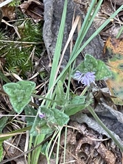 Elephantopus tomentosus