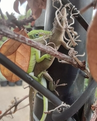 Anolis carolinensis