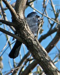 Cyanoloxia brissonii