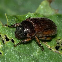 Scarabaeidae