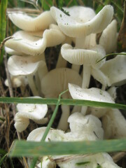 Lactocollybia