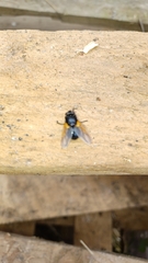 Mesembrina meridiana