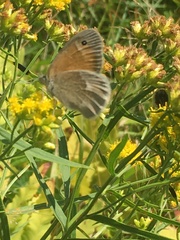 Coenonympha california
