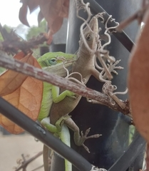 Anolis carolinensis