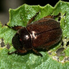 Scarabaeidae