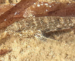 Gobius cobitis