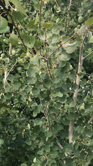 Populus tremuloides