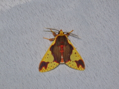 Symphlebia
