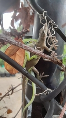 Anolis carolinensis