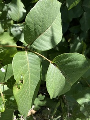 Toxicodendron