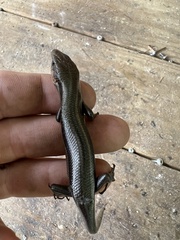 Plestiodon fasciatus