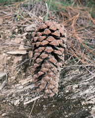 Pinus devoniana
