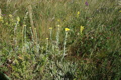Helichrysum graveolens