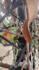 Anolis carolinensis