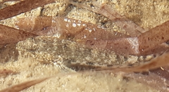 Gobius cobitis