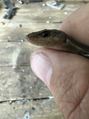 Plestiodon fasciatus