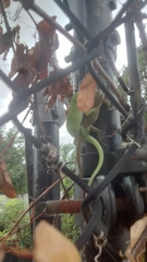 Anolis carolinensis