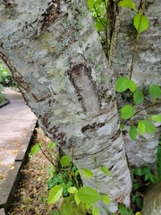 Alnus rubra