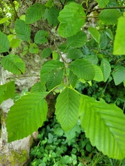 Alnus rubra