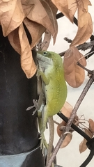 Anolis carolinensis