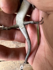 Plestiodon fasciatus