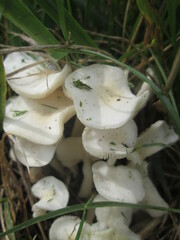 Lactocollybia