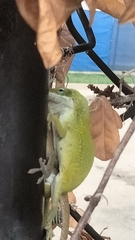 Anolis carolinensis