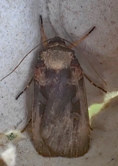 Pseudohermonassa bicarnea