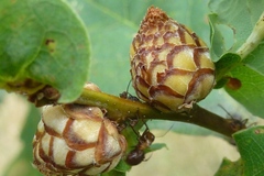 Andricus foecundatrix