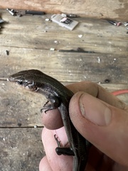 Plestiodon fasciatus