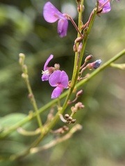 Desmodium paniculatum
