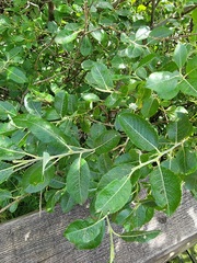 Salix hookeriana