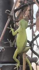 Anolis carolinensis