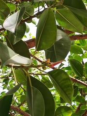 Ficus elastica