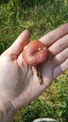 Hortiboletus campestris