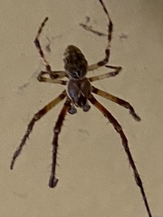 Larinioides sclopetarius