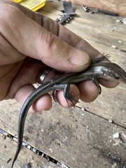 Plestiodon fasciatus