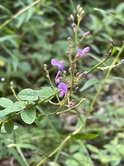 Desmodium paniculatum
