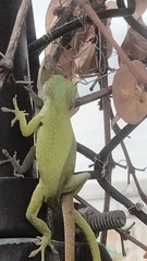 Anolis carolinensis