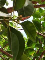 Ficus elastica