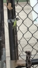 Anolis carolinensis