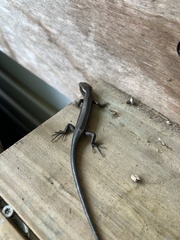 Plestiodon fasciatus